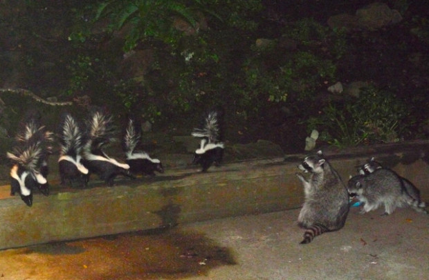 A raccoon and skunk parade (Photo by Peter Coyote).