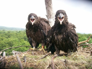 A pair of bald eaglets in West Newbury, MA (MA Energy & Environmental Affairs on Flickr)