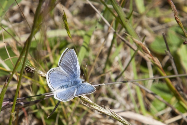 This endangered Mission Blue Butterfly was found on Milagra Ridge near Pacifica, California. Photo by Kirke Wrench, entrant in the National Wildlife Photo Contest.