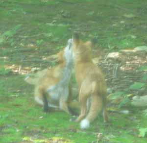 red fox, gardening month, certified wildlife habitat