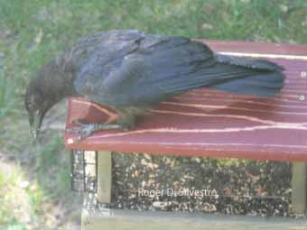 Ameircan crow, national gardening month, certified wildlife habitat