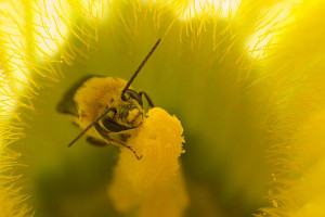 Native bee in pumpkin flower.