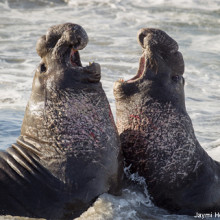 Two bull northern elephant seals