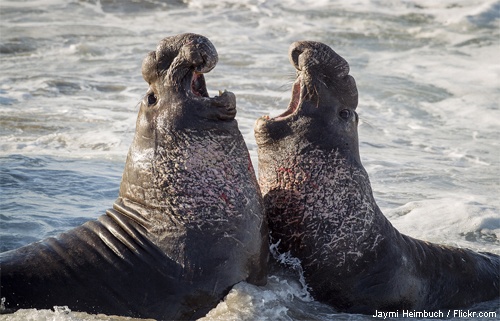 Two bull northern elephant seals