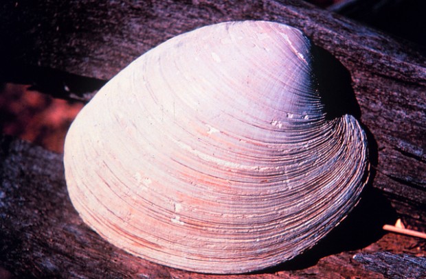 Quahog from the Narragansett Bay National Estuarine Research Reserve. Flickr photo by NOAA.