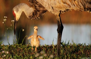 Sandhill crane and chick (also called a "colt"). Photo by Lauri Griffin. National Wildlife Photo Contest donated entry.