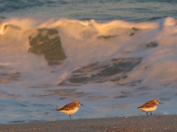 Sandpipers along Fire Island National Seashore. Flickr photo by Andrew Mace.