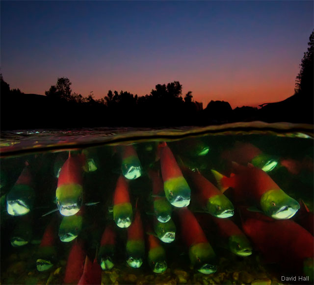 Migrating Sockeye Salmon at Night. Photo by David Hall. 2012 National Wildlife Photo Contest winner.