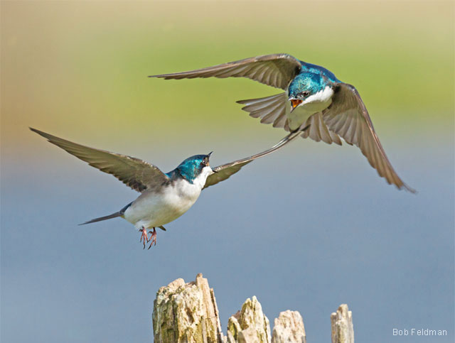 Tree swallows fighting over a perch. Photo by Bob Feldman. 2012 National Wildlife Photo Contest.