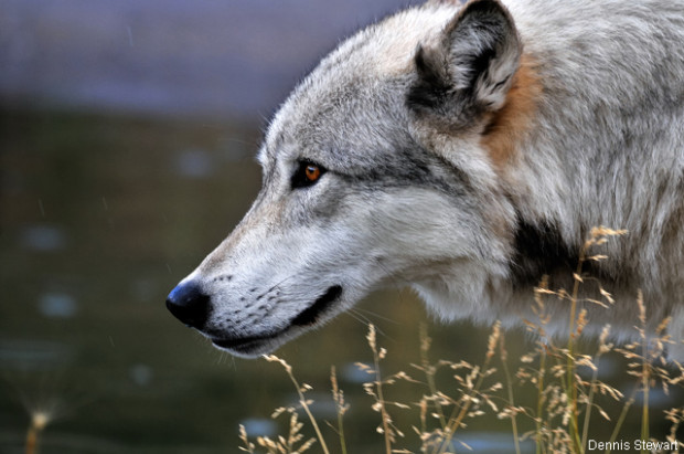 Gray wolf. Photo by Dennis Stewart. National Wildlife Photo Contest donated entry.