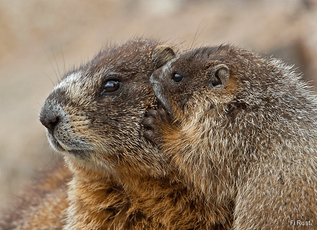 Yellow-bellied marmot mother and baby.