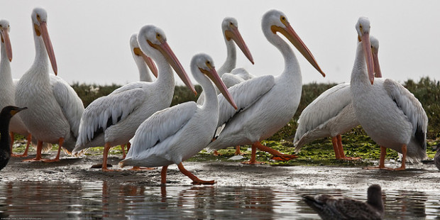 The American White Pelican is huge – it has a nine-foot wingspan, measures over five feet in length, and weighs about 16.4 pounds. Image: mikebaird/Flickr