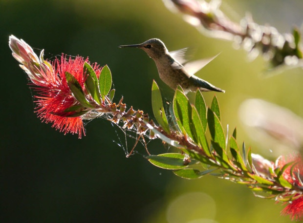 Anna's hummingbird in Craig's backyard, photo by Craig Newmark