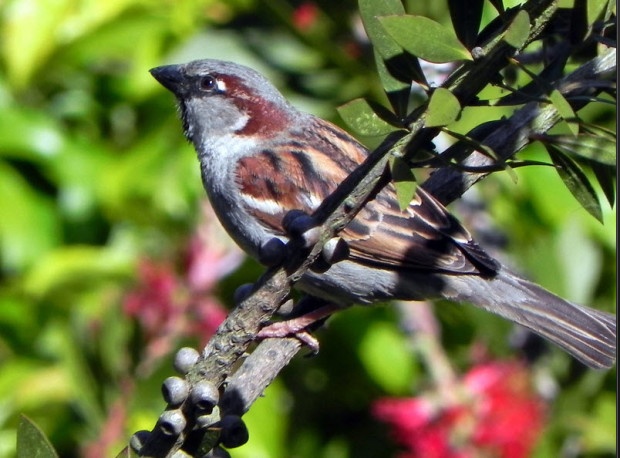 male hosue sparrow craig