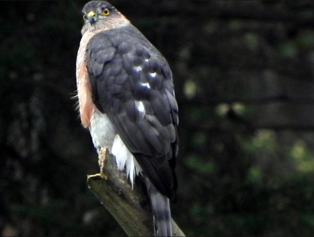 A sharp shinned hawk considers his dinner prospects outside Craig's window (Photo by Craig Newmark)