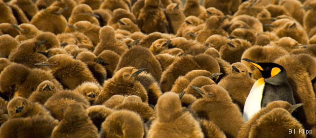 King penguin adult in a group of chicks