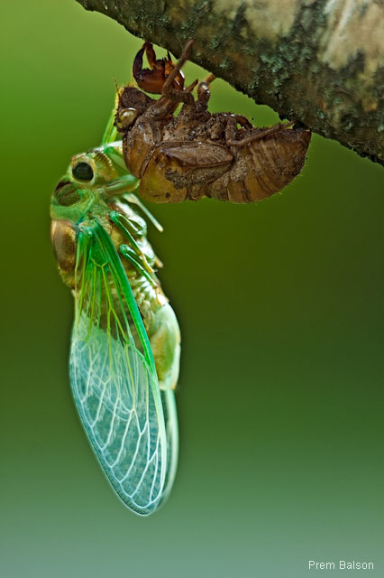Cicada emerging from husk
