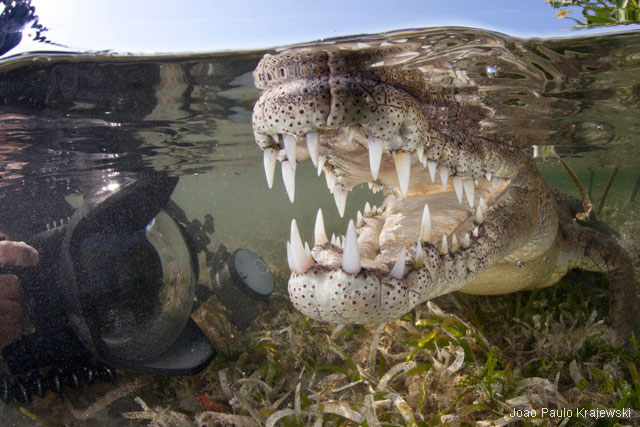 Snorkeler with crocodile