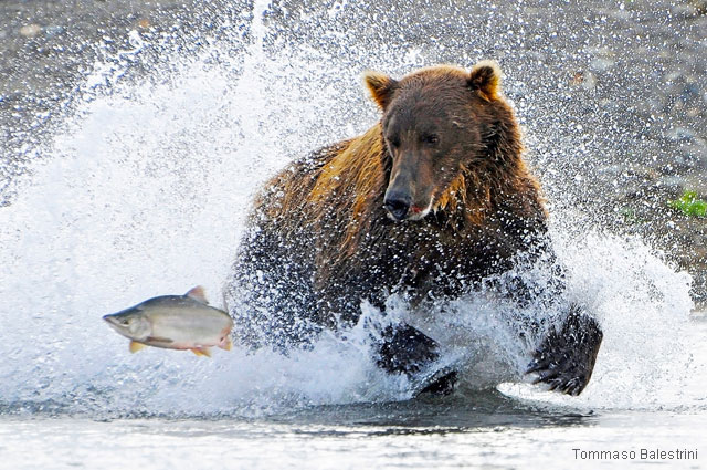 Grizzly bear chasing salmon
