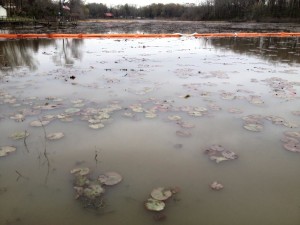Dead vegetation in Lake Conway (flickr/Tar Sands Blockade)