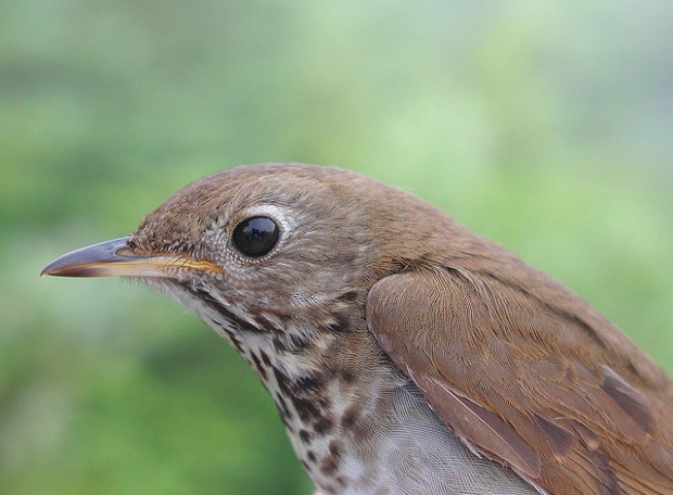 Bicknell's Thrush. Photo by Steve D. Faccio (Vermont Center for Ecostudies)