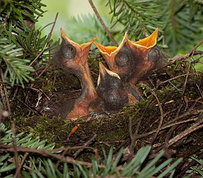 Bicknell's thrush nestlings