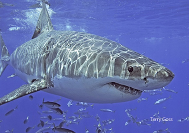 white shark, National Wildlife Photo Contest, Federation, NWF