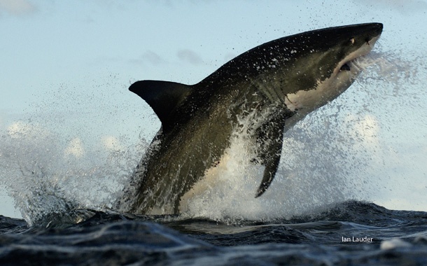 great white shark, nationla wildlife photo contest, nwf, federation