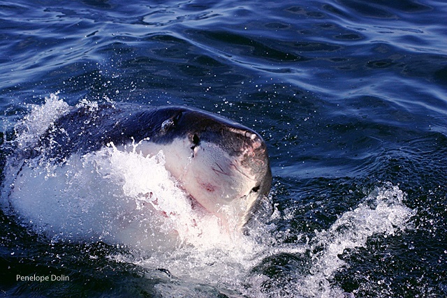 white shark, national wildlife photo contest, NWF, federation