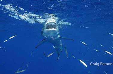 great white shark, national wildlife photo contest