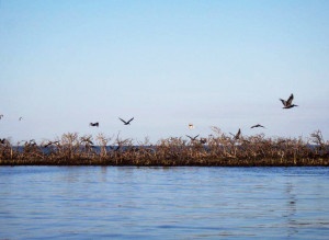 Paradise Found: 3 Reasons to Restore the Gulf - The National Wildlife ...