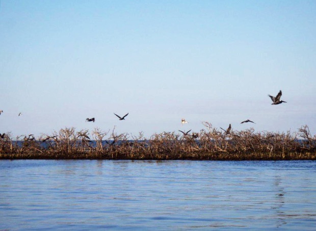 Birds flying over Cat Island. Photo by Sara 