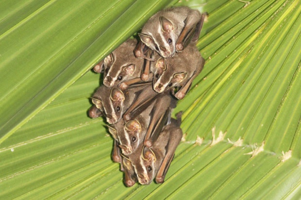 These tent-making bats are keeping dry under their homemade leaf tent. Wikimedia photo by Charlesjsharp