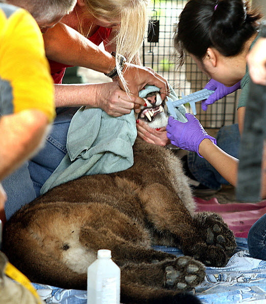 Researchers drew blood samples and fitted the lion with a GPS collar before release. Photo Courtesy Dan Coyro/Santa Cruz Sentinel
