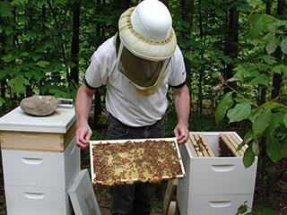 David examines the bees from his hive