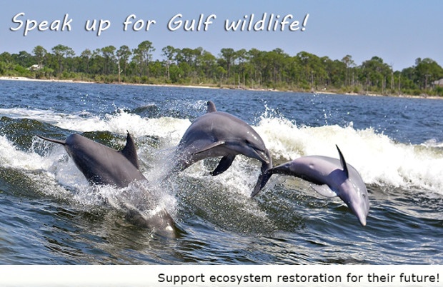 Dolphins_LisaComer_700web_postcard