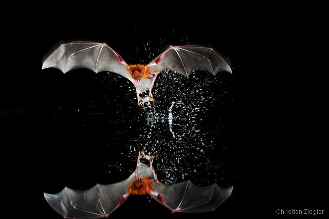 Fishing bat catching prey
