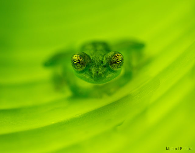 Glass frog, Costa Rica