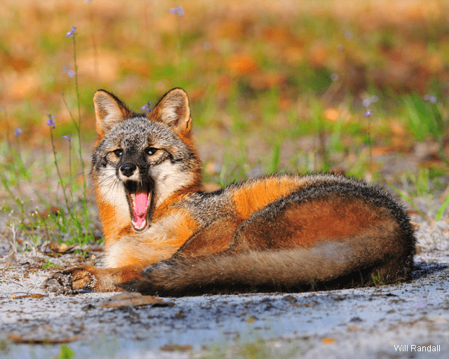 Gray fox yawning