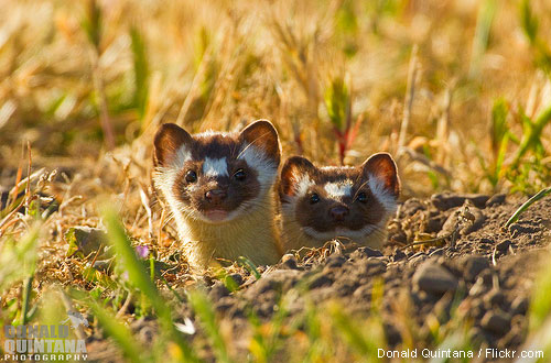 Long-tailed weasels peeking out of burrow