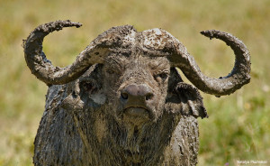 Mud Buffalo