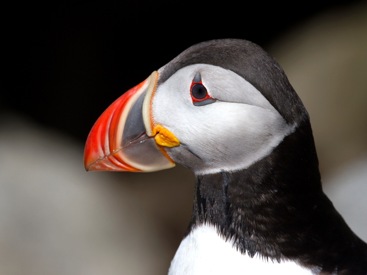 A bellwether of climate change, puffins are struggling to survive