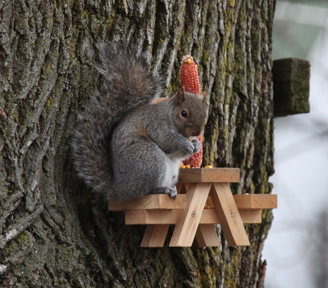 Have a picnic!