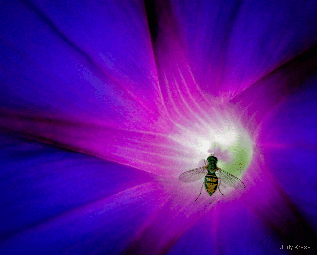 Sweat bee on flower