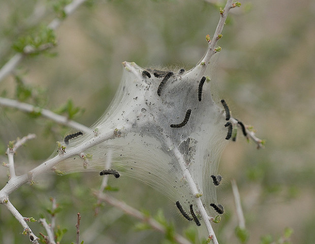 Tent-making caterpillars hanging around their silken tent. Flickr photo by Thure Johnson