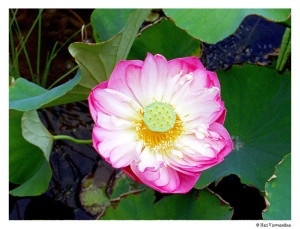 Lotus bloom from Warbler Pond