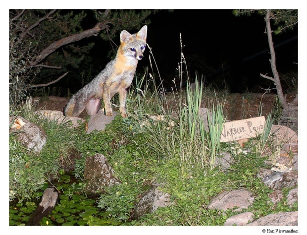 Gray Fox at Warbler Pond