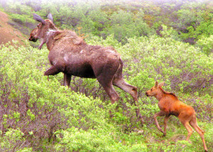 moose and young by mamanat