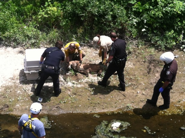Santa Cruz Police, Puma Project and California Fish & Wildlife staff help load the drugged lion. Photo Courtesy Chief Kevin Vogel
