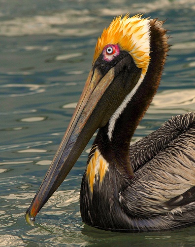 Emaciated pelicans began dying in the lagoon starting in February. Andrea Westmoreland/Flickr.